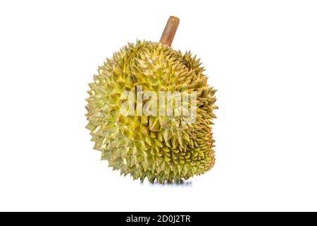 Monthong Durian ist die am häufigsten exportierte Frucht in Thailand, isoliert auf weißem Hintergrund. Stockfoto