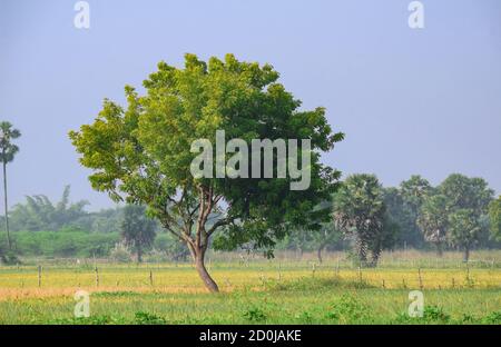 Natürliche Landschaft eines isolierten medizinischen Neembaumes (Azadirachta indica) Allein in einer frischen ländlichen landwirtschaftlichen Umgebung unter blauem Himmel Stockfoto