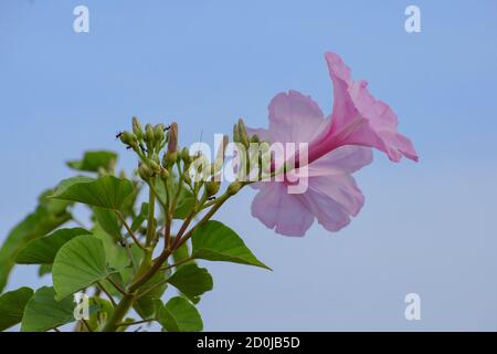 Schöne frische rosa Morgenruhm (ipomoea carnea) Pflanze mit Blüten und Knospen in blauen Himmel Hintergrund, Heilpflanze, giftig giftig Stockfoto