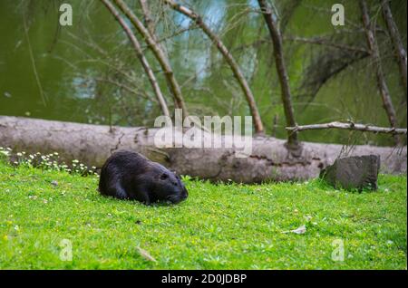 Myocastor coypus (Nutria) auf dem Gras in der Nähe des Ufers Stockfoto