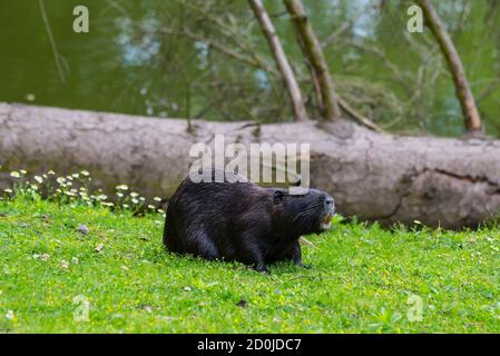 Myocastor coypus (Nutria) auf dem Gras in der Nähe des Ufers Stockfoto