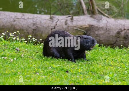 Myocastor coypus (Nutria) auf dem Gras in der Nähe des Ufers Stockfoto