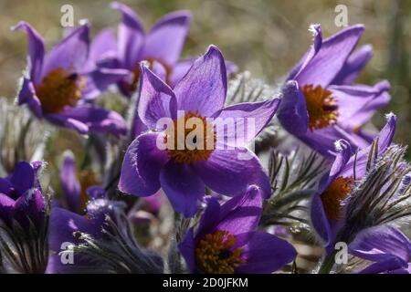 Schönen lila flauschige Blume orientalische Pulsatilla patens Küchenschelle im frühen Frühjahr Stockfoto