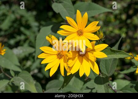 Jerusalem Artischocke Helianthus tuberosus gelbe Blüten Nahaufnahme selektiver Fokus Stockfoto