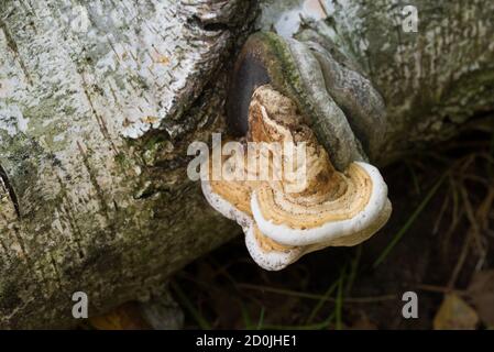 Kleine Zunder-Polypore auf gefallenen Birken Nahaufnahme selektiver Fokus Stockfoto