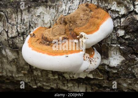 Kleine Zunder-Polypore auf gefallenen Birken Nahaufnahme selektiver Fokus Stockfoto