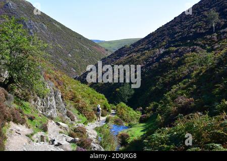 Mann folgt einem Pfad entlang eines Baches, durch die Shropshire Hills, in der Nähe von Carding Mill Valley, Church Stretton, Shropshire, Großbritannien Stockfoto