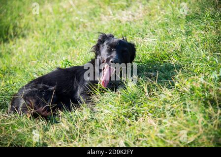 Streunender Hund, der an einem Sommertag auf grünem Gras liegt Stockfoto