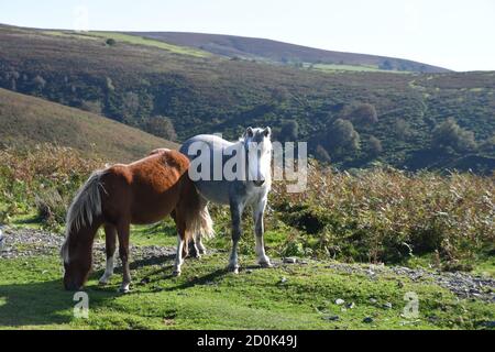 Pferde auf dem Long Mynd, Church Stretton, Shropshire, Großbritannien Stockfoto