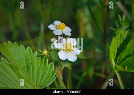 Die wilde Erdbeere blühende Makro Aufnahme der Blume. Fragaria vesca. Stockfoto