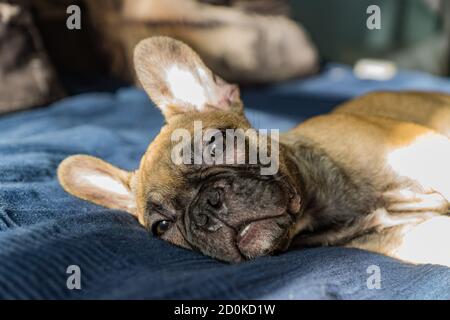 Portraitbild eines französischen Bulldog-Welpen, der auf liegt Schlecht Stockfoto