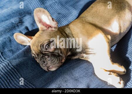 Portraitbild eines französischen Bulldog-Welpen, der auf liegt Schlecht Stockfoto