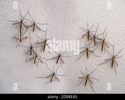 Tipulidae Crane Fly - Daddy lange Beine ruhen auf weiß Wand Stockfoto