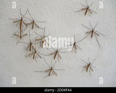 Tipulidae Crane Fly - Daddy lange Beine ruhen auf weiß Wand Stockfoto