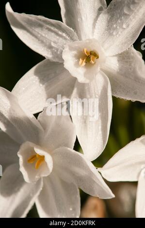 Narcissus tazetta, paperwhite, bunch-blumed Daffodil, chinesische heilige Lilie, Sahne Joss Blume, Polyanthus, mehrjährige Zierpflanze. Stockfoto