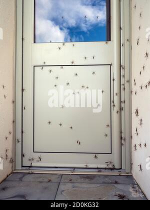 Tipulidae Crane Fly - Daddy lange Beine ruhen auf weiß Wand Stockfoto