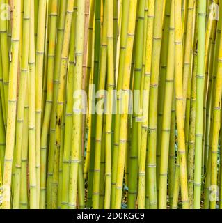 Bambuswald Detail der mehrfarbigen Stängel, Unterfamilie, Bambusoideae, der blühenden mehrjährigen immergrünen Pflanzen in der Grassfamilie Poaceae. Stockfoto
