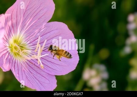 Nahaufnahme einer Biene, die polen zu einer violetten Blume trägt Stockfoto