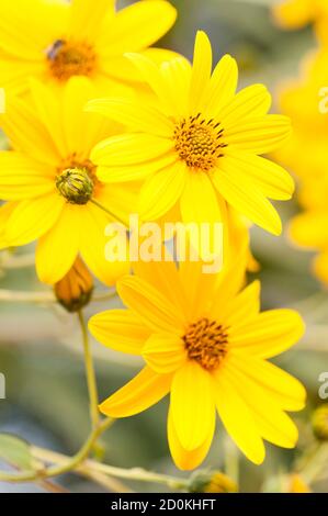 Jerusalemer Artischocke (Helianthus tuberosus), Sonnenwurzel, Sonnenwurzel, Erdäpfel oder Topinambour, im Osten Nordamerikas heimische Sonnenblumenarten, Culti Stockfoto