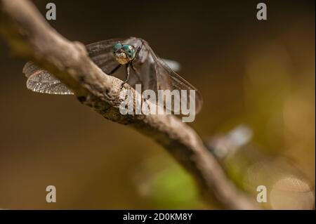 Blaue Libelle auf Zweig über Teich Stockfoto