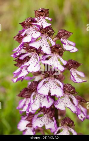 Orchis purpurea, die Dame Orchidee, krautige Pflanze aus der Familie Orchidaceae in Europa. Stockfoto