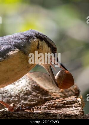 Nuthatch Essen eine Haselnuss, die kaum in seinen Schnabel passt. Stockfoto