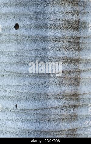 Baumstamm Detail von Jubaea chilensis, chilenische Weinpalme, Chile cocopalm. Stockfoto