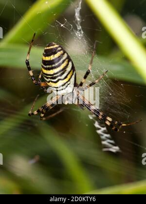 Eine Wespenspinne im Netz Stockfoto