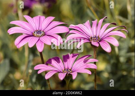 Nahaufnahme von Purple Sunflowers, Dimorphotheca, unter hellem Licht Stockfoto