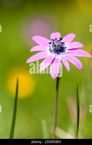 Rosa Sonnenblumenkerne, Anemone, Blume in voller Blüte Stockfoto