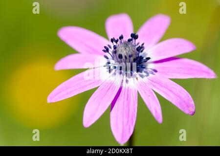 Rosa Sonnenblumenkerne, Anemone, Blume in voller Blüte Stockfoto