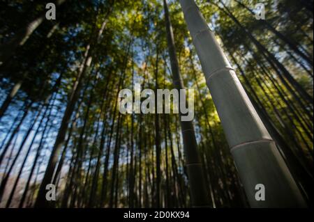 Antiker Bambuswald vom Boden aus gesehen Stockfoto