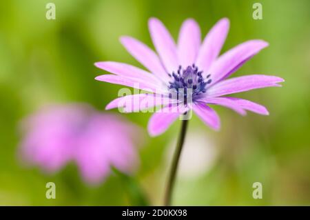Rosa Sonnenblumenkerne, Anemone, Blume in voller Blüte Stockfoto