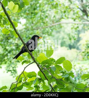 Männliche Amsel in grünen Baum Einzelvogel Bild thront Stockfoto