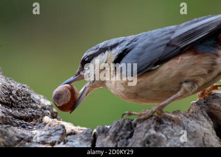 Nuthatch Essen eine Haselnuss, die kaum in seinen Schnabel passt. Stockfoto