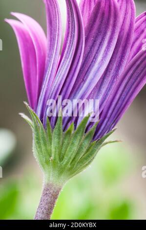 Rosa Sonnenblumenkerne, Dimorphotheca, Blume in voller Blüte Stockfoto