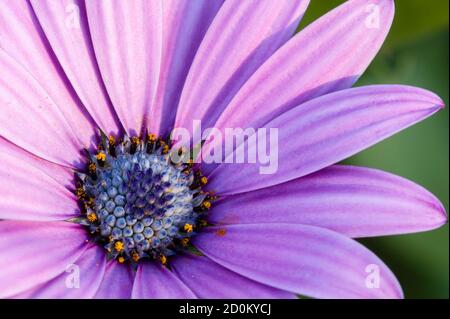Rosa Sonnenblumenkerne, Dimorphotheca, Blume in voller Blüte Stockfoto