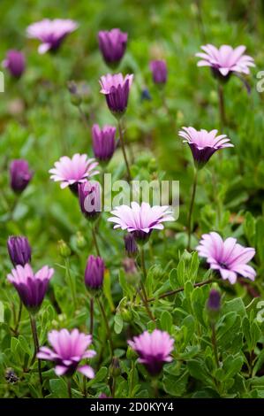 Rosa Sonnenblumenkerne, Dimorphotheca, Blume in voller Blüte Stockfoto