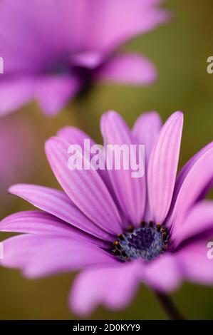 Rosa Sonnenblumenkerne, Dimorphotheca, Blume in voller Blüte Stockfoto