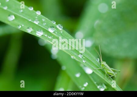 Nahaufnahme von Grashalmen mit Wassertropfen Und kleine Cricket Stockfoto