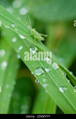 Nahaufnahme von Grashalmen mit Wassertropfen Und kleine Cricket Stockfoto