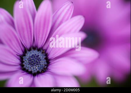 Rosa Sonnenblumenkerne, Dimorphotheca, Blume in voller Blüte Stockfoto