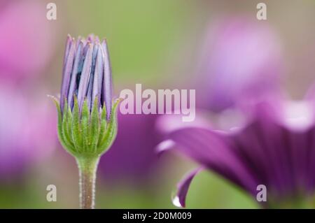 Rosa Sonnenblumenkerne, Dimorphotheca, Blume in voller Blüte Stockfoto