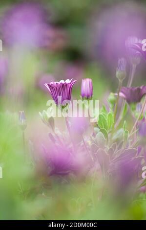 Rosa Sonnenblumenkerne, Dimorphotheca, Blume in voller Blüte Stockfoto