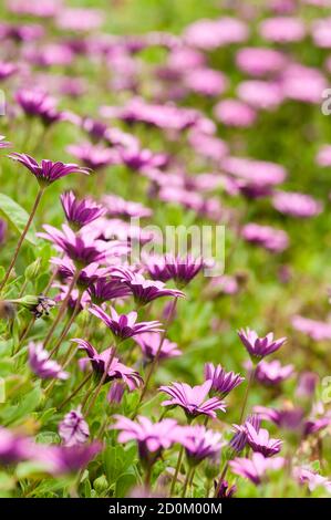 Rosa Sonnenblumenkerne, Dimorphotheca, Blume in voller Blüte Stockfoto