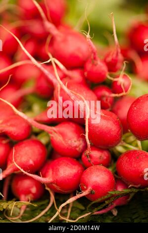 Rettich, Raphanus sativus, essbares Wurzelgemüse der Familie der Brassicaceae Stockfoto