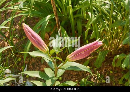 Nahaufnahme von blühenden rosa Lilien im Garten Stockfoto