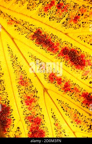 Parrotia persica Baum im Herbst, gemeinhin als persische Eisenholz, Laubbaum in der Familie Hamamelidaceae Stockfoto