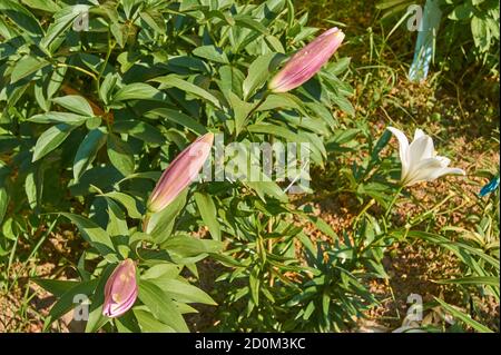 Nahaufnahme von blühenden rosa Lilien im Garten Stockfoto