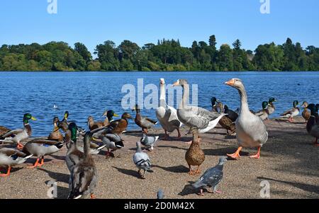 Enten und Gänse neben der Mere in Ellesmere, Shropshire, UK Stockfoto